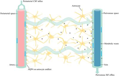 Glymphatic system: an emerging therapeutic approach for neurological disorders